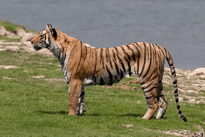 Wild Life Stock Footage