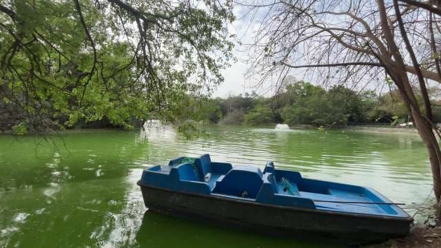 Peaceful Lake View With Paddle Boat in Lush Green Park