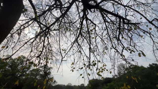 Bare Tree Branches Silhouette Against Cloudy Sky