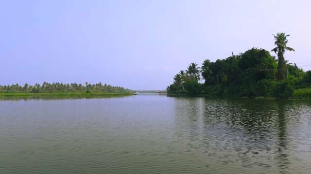 Serene River Landscape with Lush Palm Trees and Blue Sky