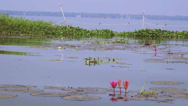 Blooming Water Lilies on a Serene Lake in Kerala
