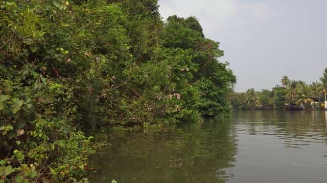 Lush Tropical Riverbank With Dense Green Foliage
