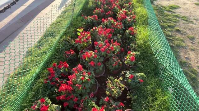 Vibrant Red Flower Pots Arranged Along Green Garden Path