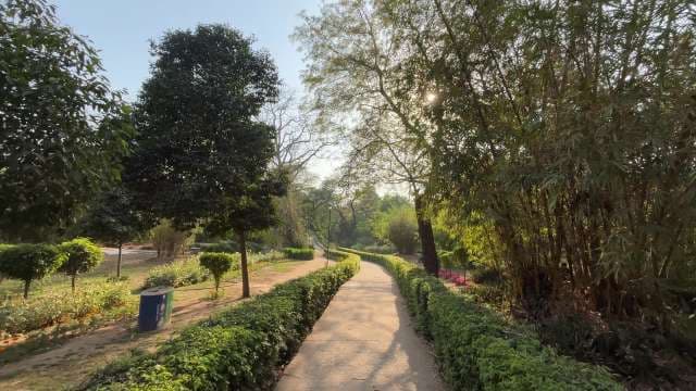 Sunny Walkway Through Lush Green Park Path