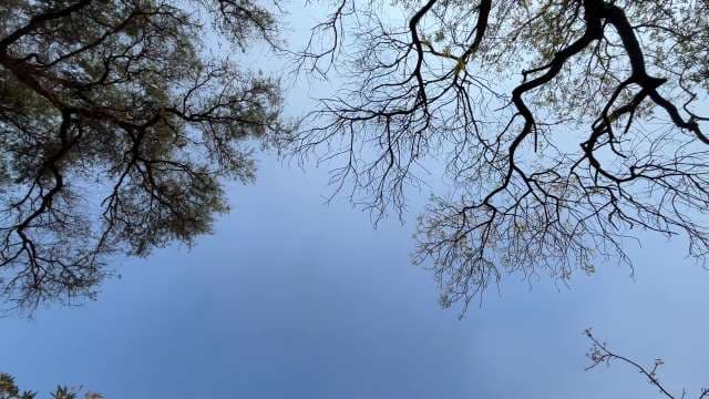 Looking Up Through Bare Tree Branches Against Blue Sky