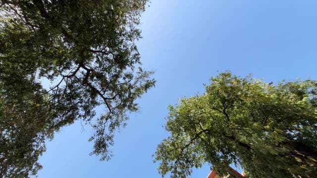 Sunny Day View Through Tree Canopy Against Blue Sky