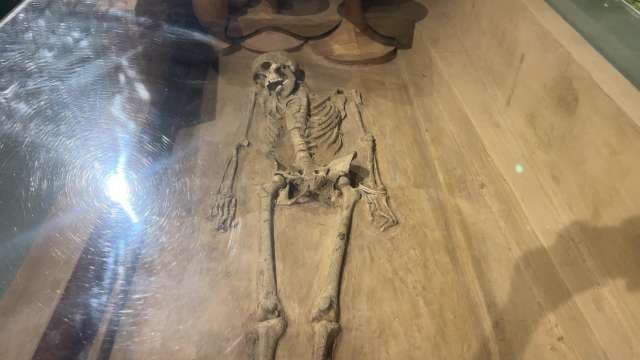 Ancient Human Skeleton Displayed in Archaeological Exhibit