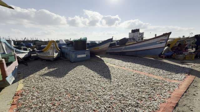 Traditional Fish Drying at Coastal Fishing Village Market