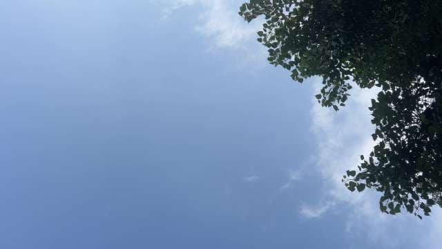 Peaceful Blue Sky and Tree Branches on a Sunny Day