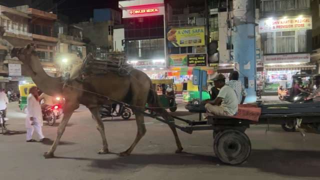 Camel Cart Journeys Through Busy Indian City Streets at Night