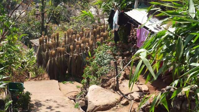 Traditional Broom-Making in Rural Village Setting in Kongthong Village, Meghalaya