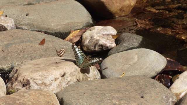 Butterflies Resting on River Stones in Natural Setting in Meghalaya
