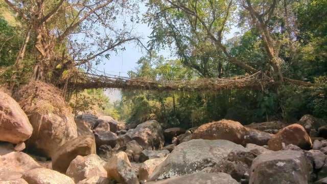 Ancient Living Root Bridge in Meghalaya Jungle