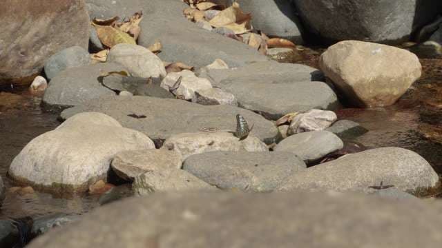 Butterflies Rest on River Rocks in Natural Stream Habitat