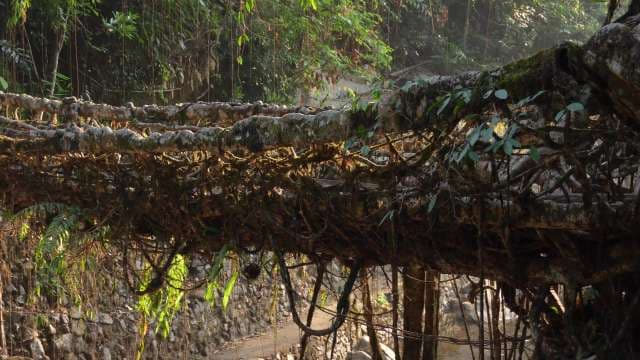 Exploring Meghalaya’s Ancient Living Root Bridges