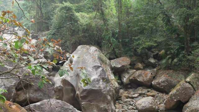 Massive Forest Boulders in Lush Tropical Jungle
