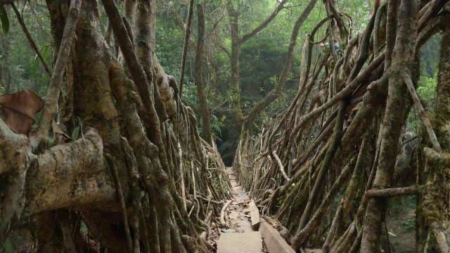 Ancient Living Root Bridge in Meghalaya's Rainforest