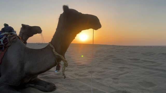 Majestic Camels Resting at Desert Sunset