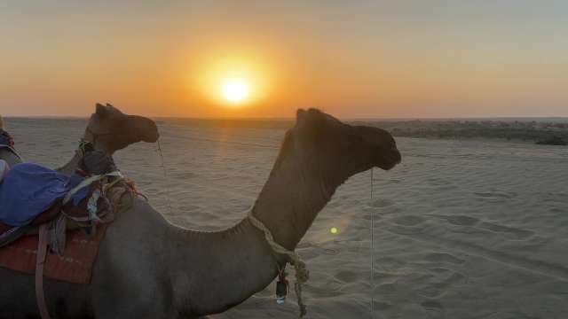 Camel Ride Across Desert at Sunset