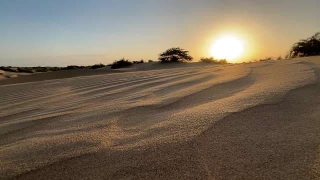 Golden Desert Sunset Over Sand Dunes and Silhouetted Shrubs