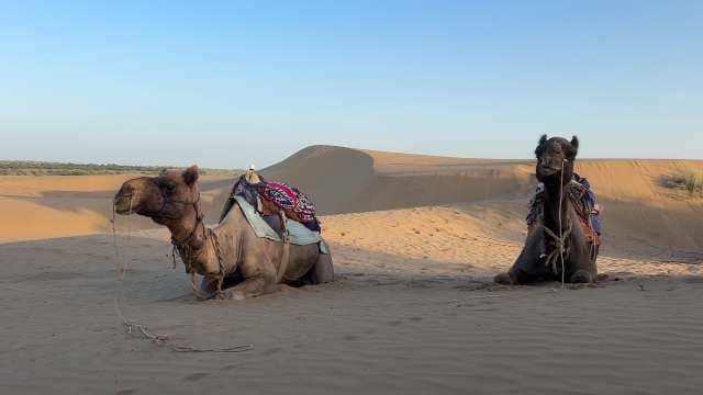 Camels Resting on Desert Sand Dunes at Sunset