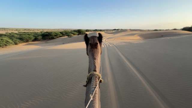 Camel Ride Adventure Across Desert Sand Dunes