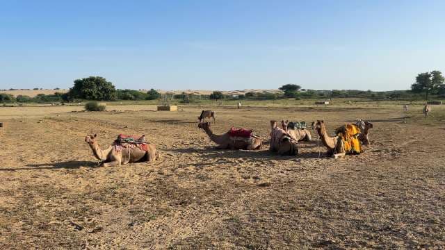 Camels Resting in the Thar Desert Under Clear Blue Sky