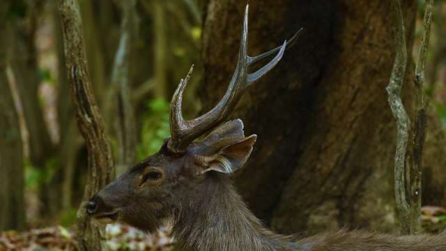 Majestic Sambar Deer Stag in Forest Habitat