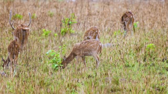 Group of Spotted Deer Grazing in Natural Meadow Habitat