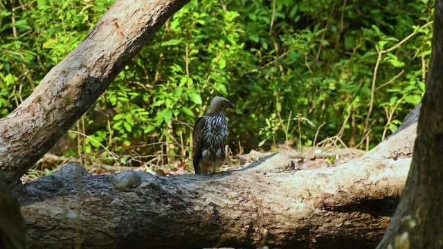 Crested Hawk-Eagle Perched in Dense Forest Habitat