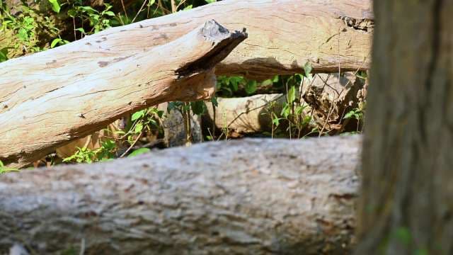 Camouflaged Deer Hiding Among Forest Logs and Foliage