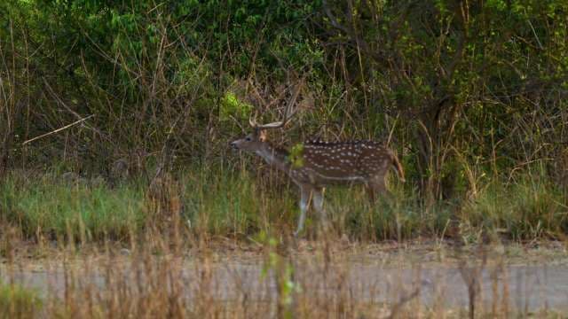 Spotted Deer Roaming in Indian Forest Grassland