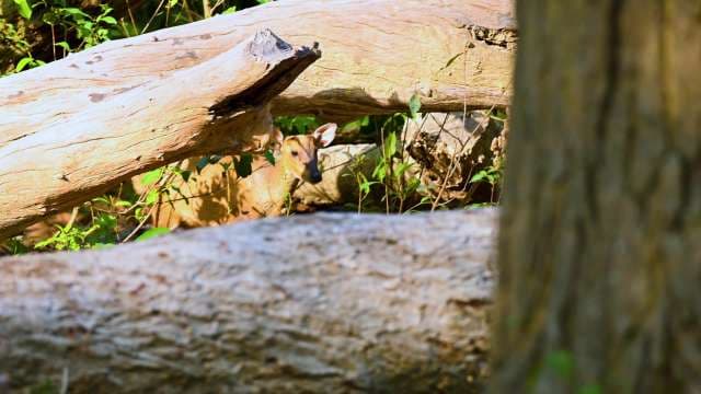 White-Tailed Deer Hiding Among Fallen Logs in Forest