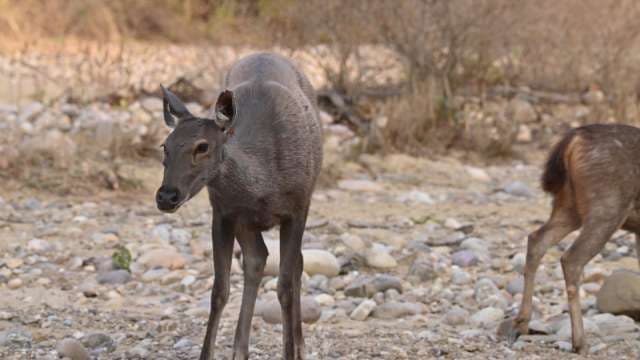 Wild Sambar Deer Roaming Riverbed in Jim Corbett National Park