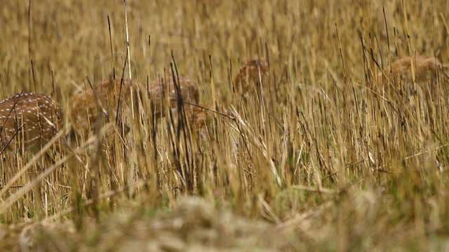 Spotted Deer Herd Grazing in Tall Grass Habitat