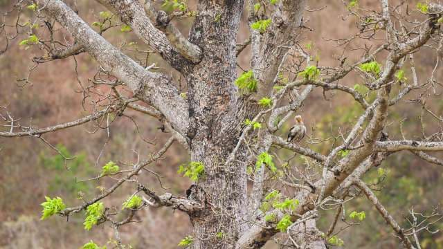 Bird Perched on Leafy Tree Branch in Early Spring