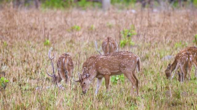 Spotted Deer Grazing in Indian Grasslands