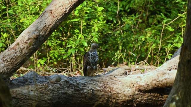 Crested Hawk-Eagle Perched in Forest Habitat