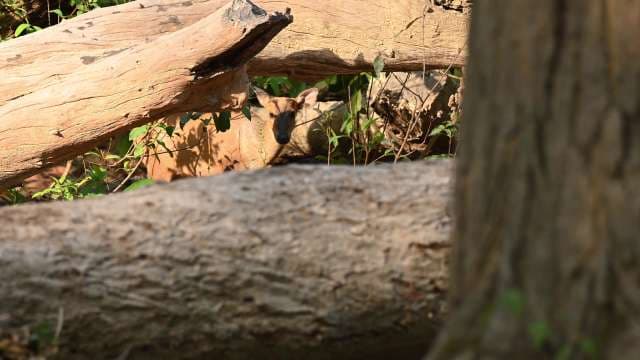 Deer Camouflaged Among Fallen Logs in Forest