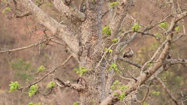 Oxpecker Perched on Tree Branch in Wilderness