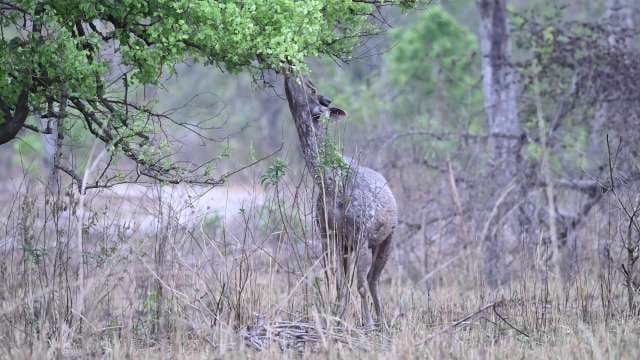 Wild Deer Browsing Leaves in Forest Habitat
