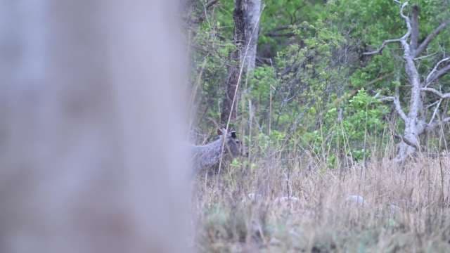 Wild Deer Blending Into Forest Grassland Habitat