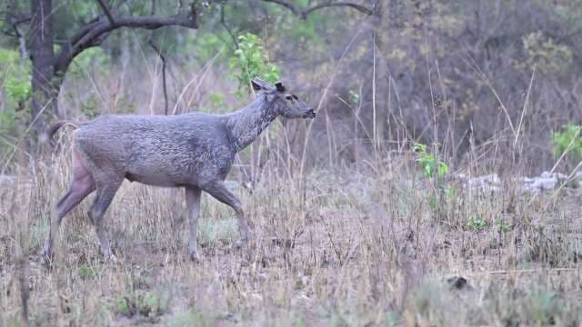 Nilgai Antelope Roaming in Indian Grassland Wilderness