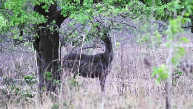 Wild Deer Grazing Under Lush Forest Canopy in Nature