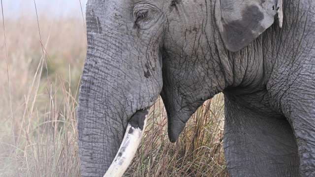 Close-Up of Asian Elephant in Natural Habitat