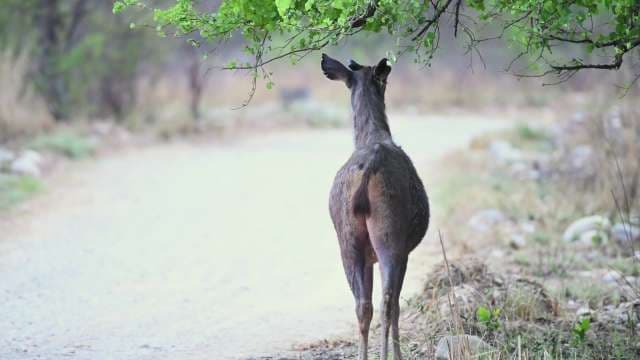 Wild Deer Feeding on Green Leaves in Forest
