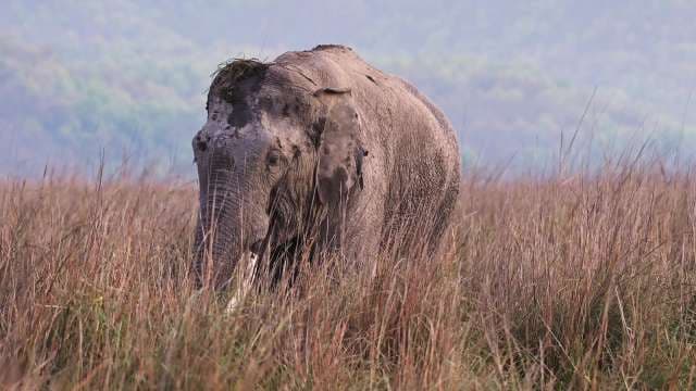 Wild Elephant Roaming Through Tall Elephant Grass
