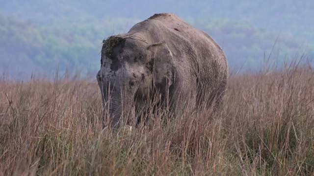 Wild Elephant Grazing in Tall Elephant Grass Habitat