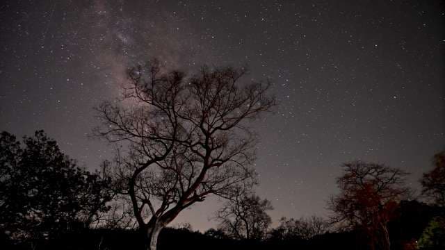 Timelapse of Milky Way Galaxy Night Sky With Stars and Silhouetted Trees
