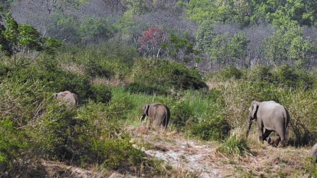 Wild Elephants Roaming in Lush Forest Habitat